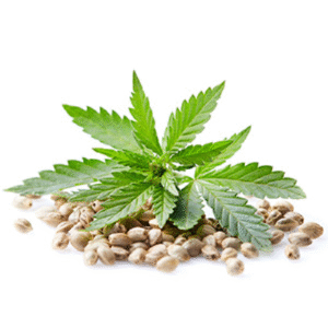 Pure Hempseed Oil